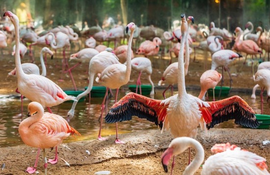 Parque de aves