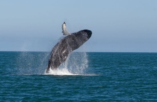 Avistamiento de Ballenas