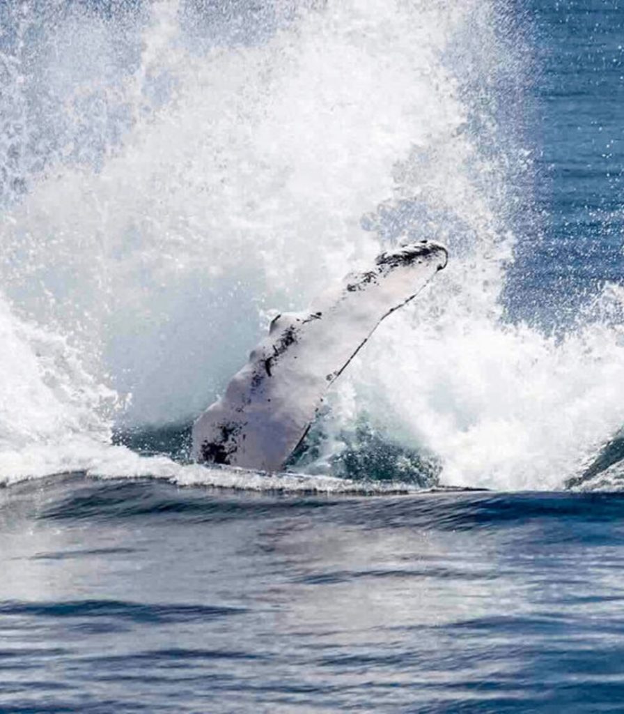 islandia_ballenas1