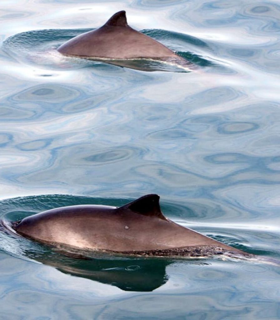 islandia_ballenas2