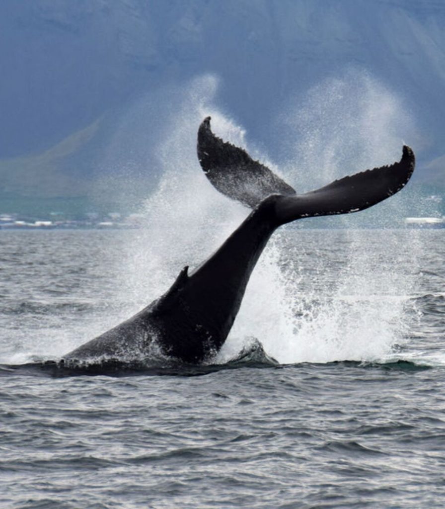 islandia_ballenas4