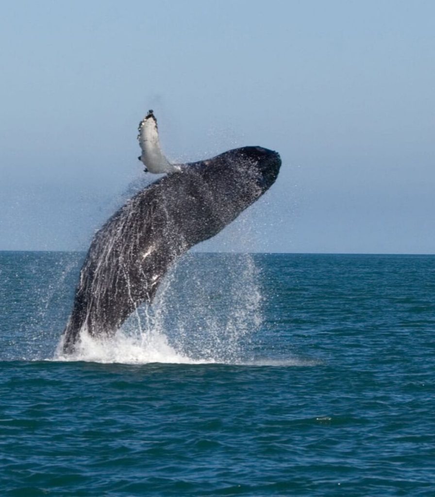 islandia_ballenas5