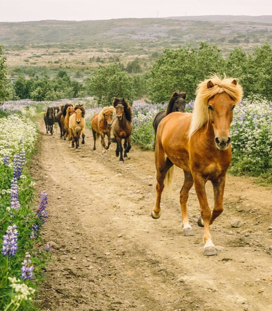islandia_caballo3