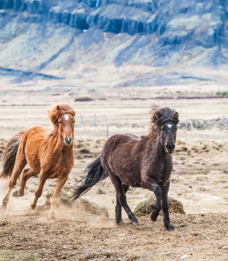 islandia_caballo4